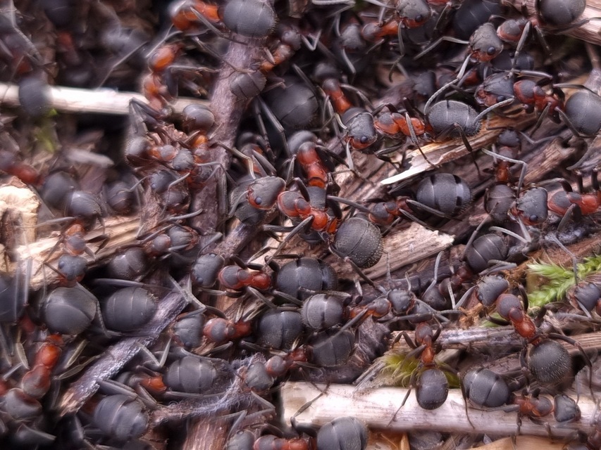 Formica pratensis - réti vöröshangya