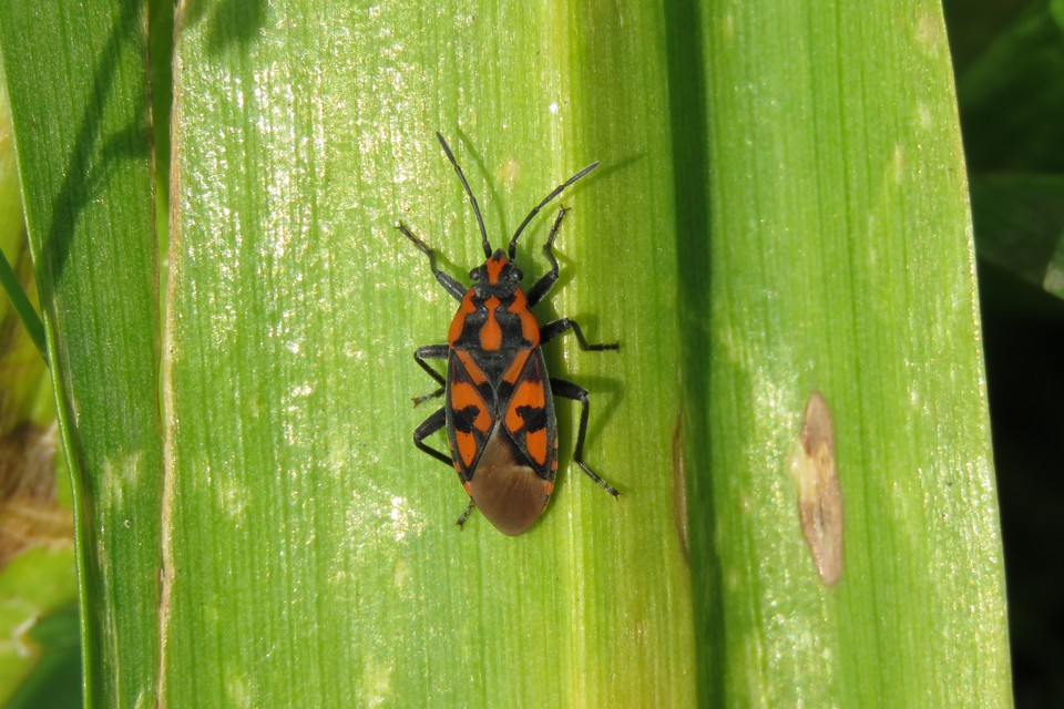 Spilostethus saxatilis - virágbodobács
