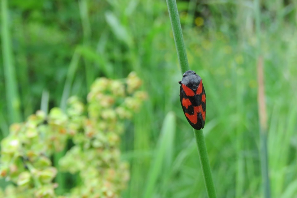 Cercopis