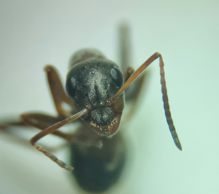Formica cunicularia - gyakori rabszolgahangya