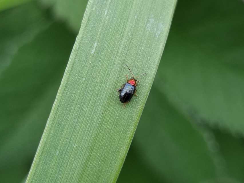 Crepidodera