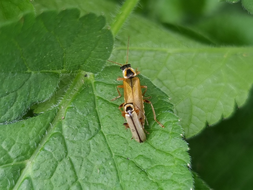 Metacantharis clypeata - tavaszi lágybogár