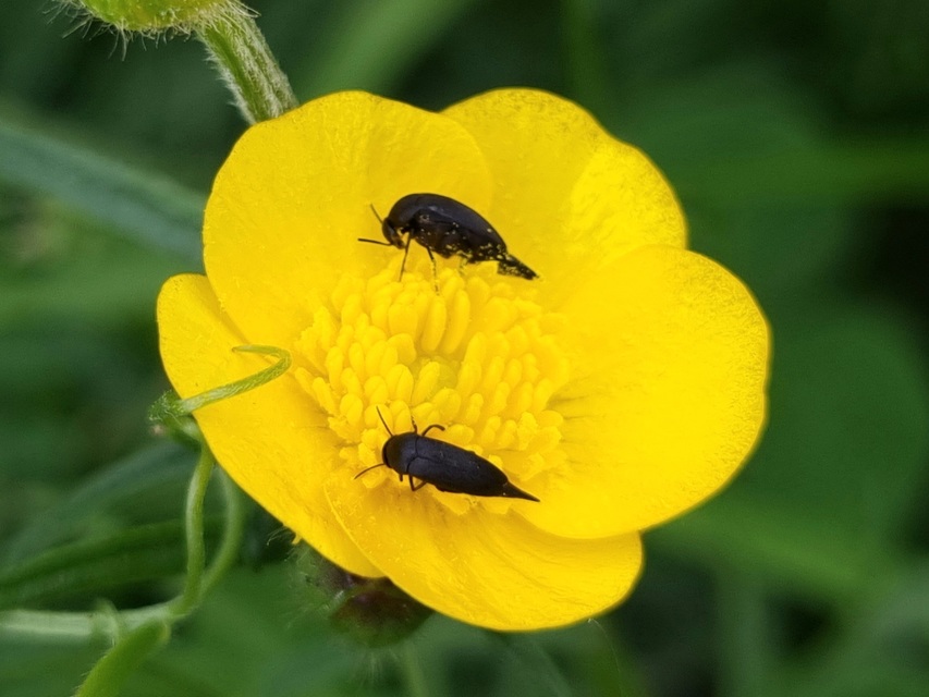 Mordellidae - marókafélék