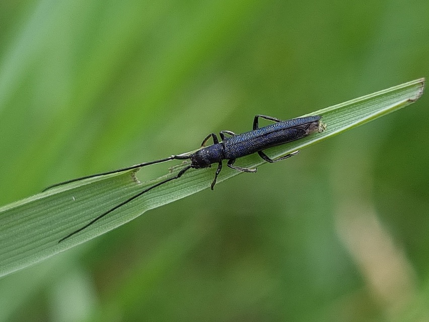 Theophilea subcylindricollis - hengeres szalmacincér Theophilea subcylindricollis - hengeres szalmacincér
