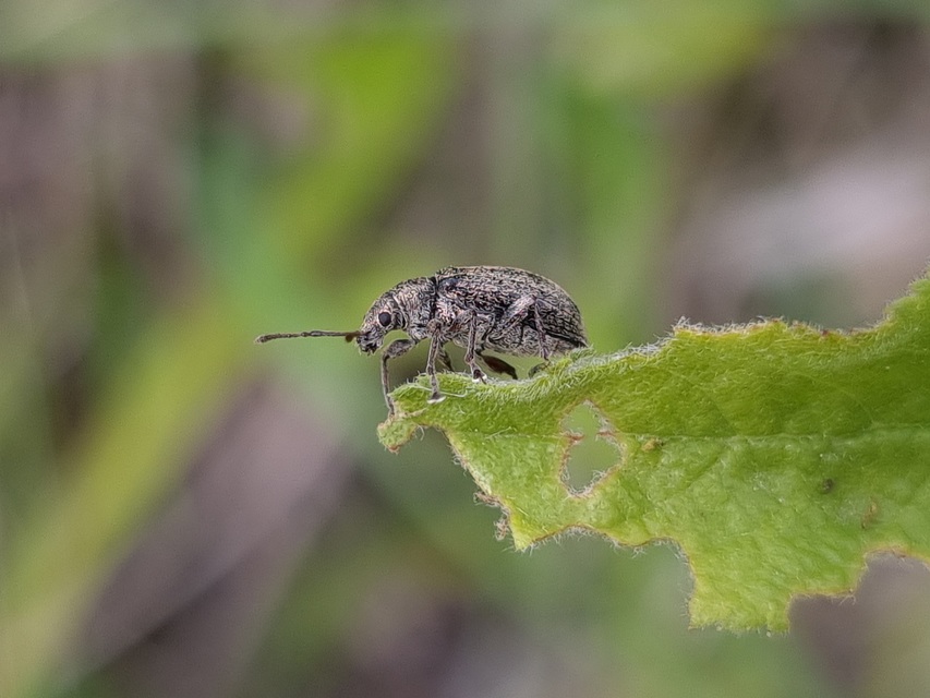 Phyllobius pyri - gyümölcsfa-levélormányos