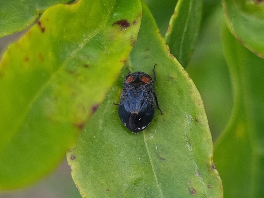 Penthimia nigra - fekete kabóca