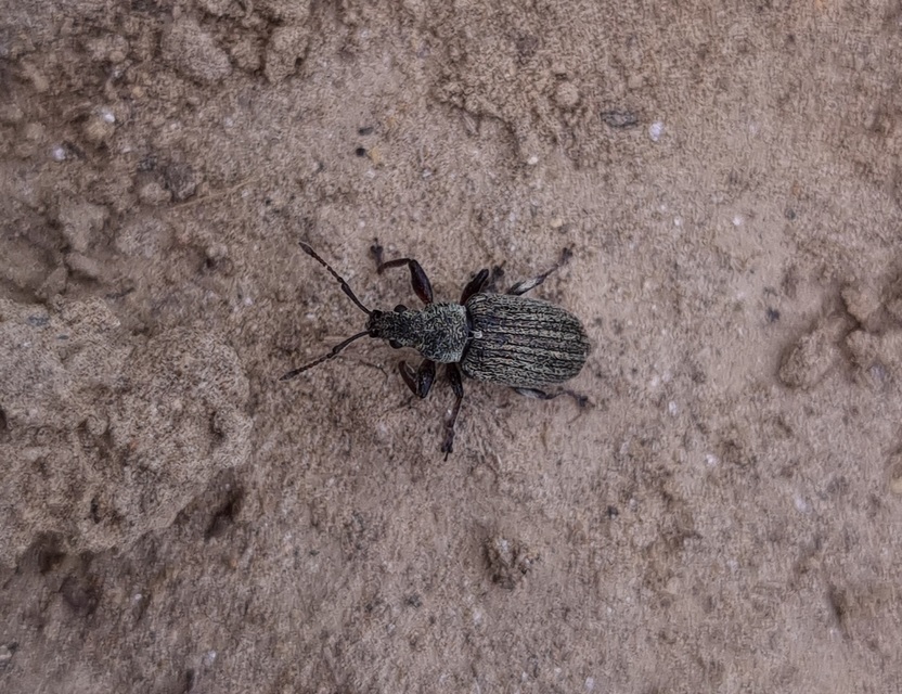 Phyllobius pyri - gyümölcsfa-levélormányos