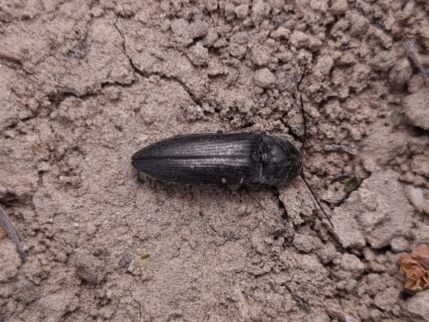 Cidnopus pilosus - szőrös pattanó