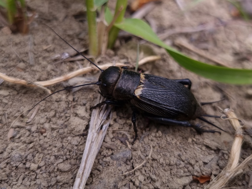 Gryllus campestris - mezei tücsök