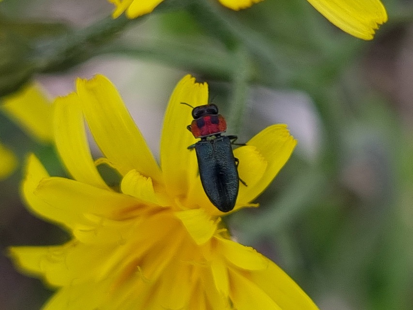 Anthaxia signaticollis - keleti virágdíszbogár