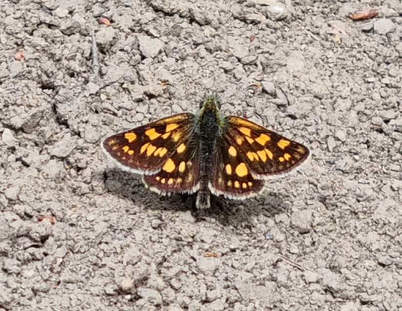 Carterocephalus palaemon - kockás busalepke