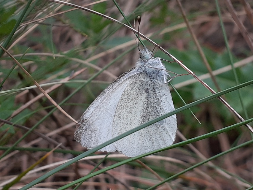 Pieris ergane - sziklai fehérlepke