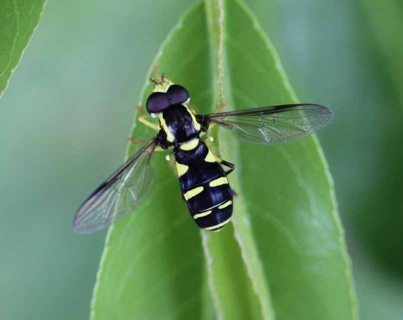 Xanthogramma pedissequum - gyakori oldalsávoslégy