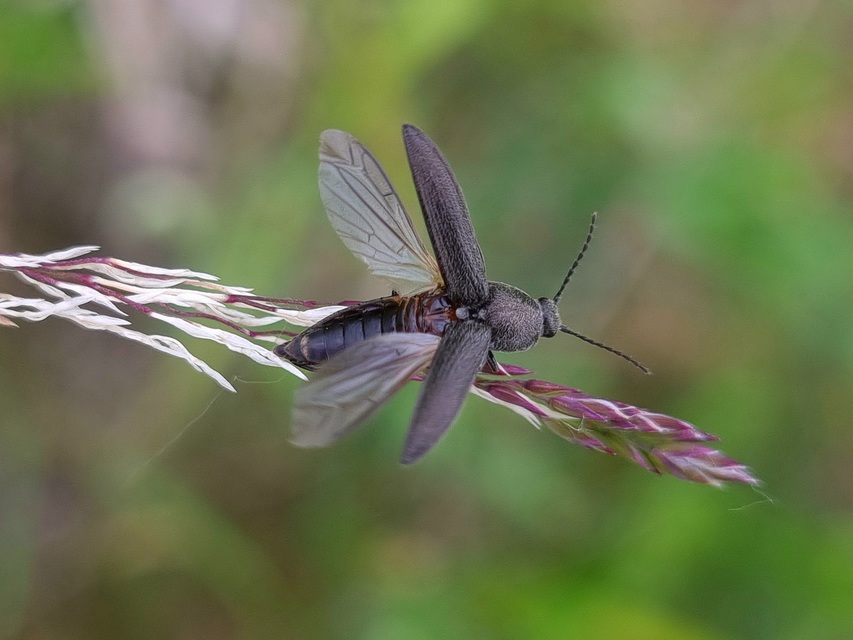 Cidnopus pilosus - szőrös pattanó