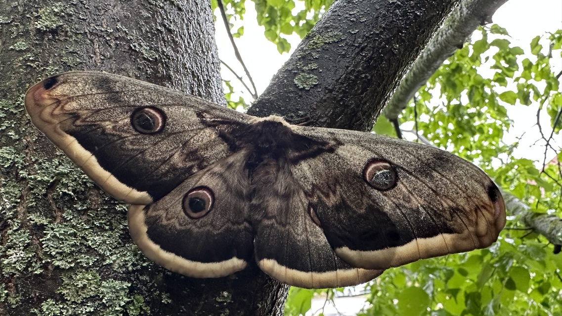 Saturnia pyri - nagy pávaszem