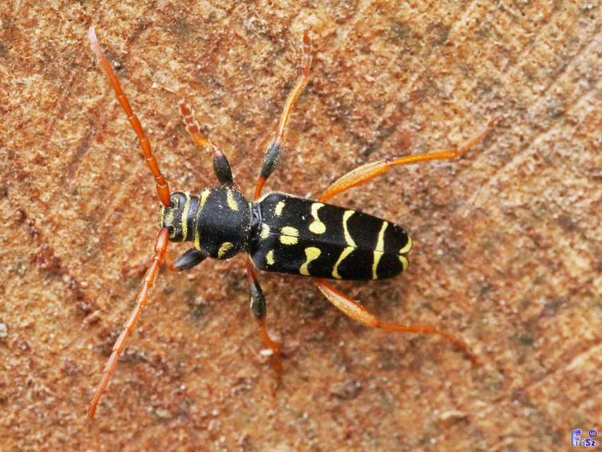 Plagionotus arcuatus - bársonyos darázscincér