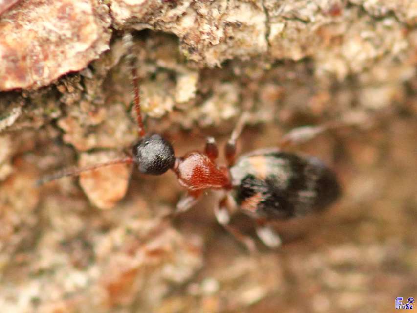 Anthelephila pedestris - hangyaszerű fürgebogár