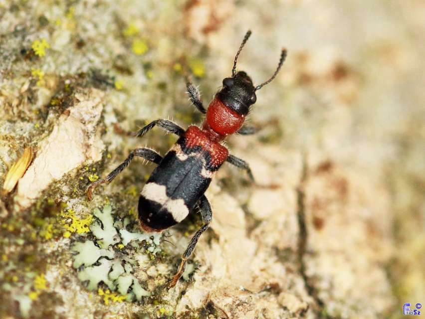 Thanasimus formicarius - vörösnyakú szúfarkas
