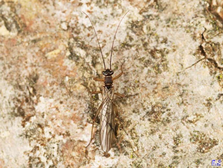 Plecoptera - Álkérészek