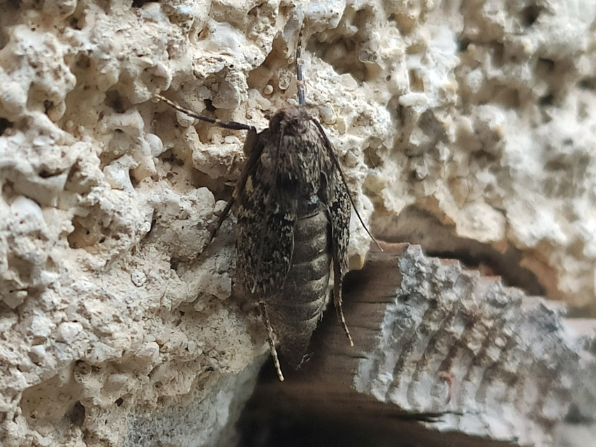 Diurnea fagella - szürke tavaszimoly