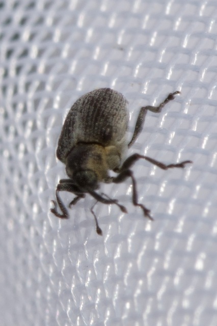 Amalorrhynchus melanarius - kányafűrontó ormányos