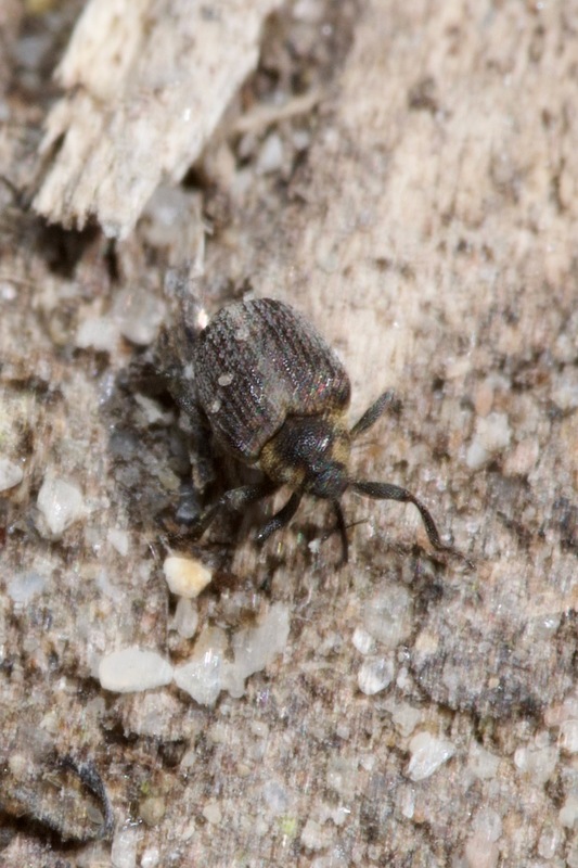Amalorrhynchus melanarius - kányafűrontó ormányos