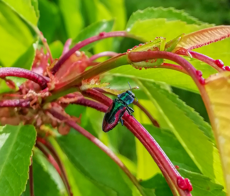 Anthaxia candens - cseresznye-virágdíszbogár