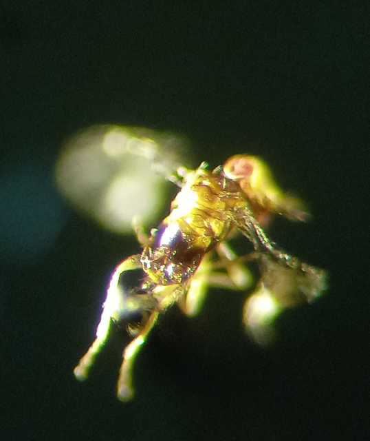 Trichogramma