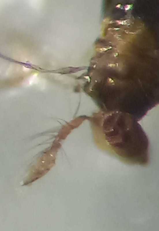 Trichogramma