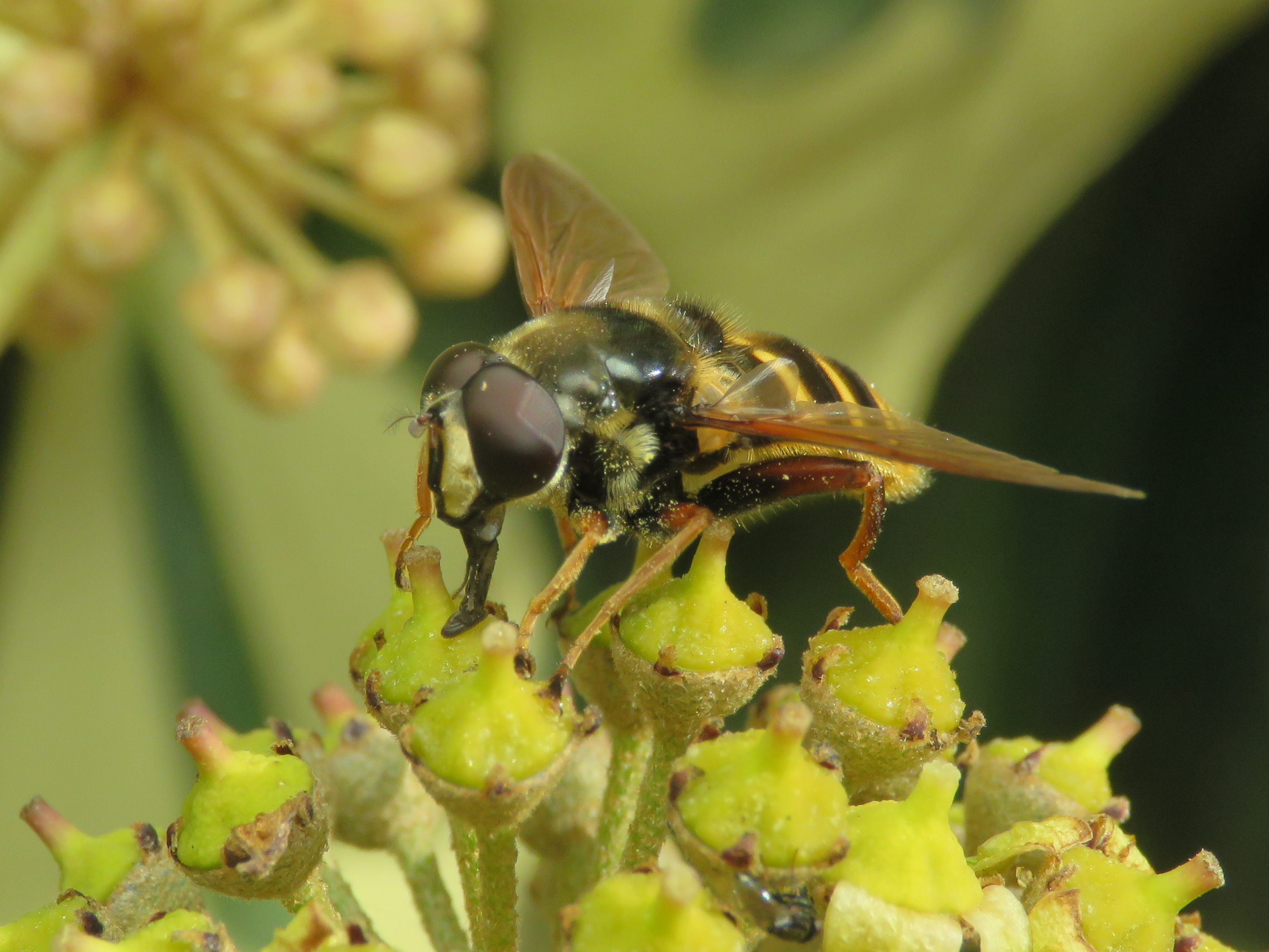 Sericomyia silentis - sárgapántos tőzegzengőlégy