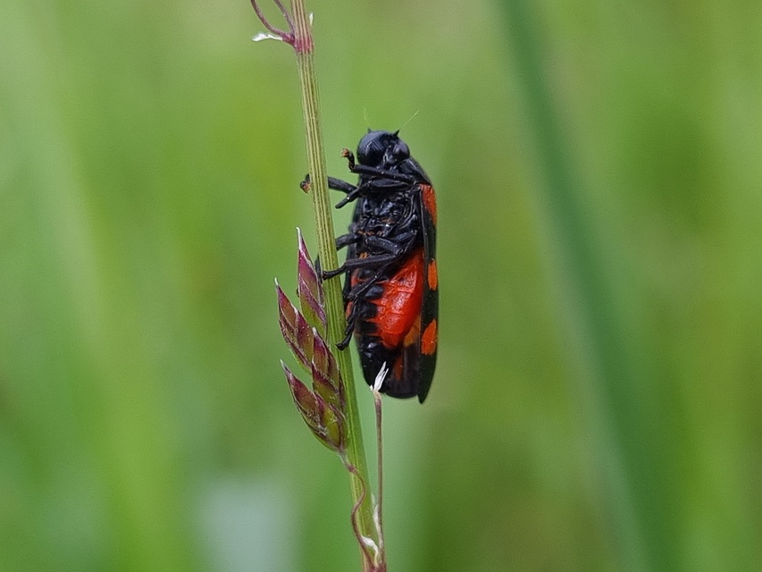 Cercopis arcuata/sanguinolenta
