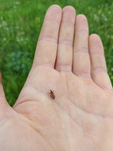 Lixus brevipes - vaskosorrú dudvabarkó