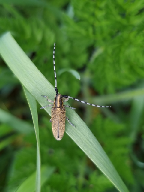 Agapanthia villosoviridescens - fehérgyűrűs bogáncscincér