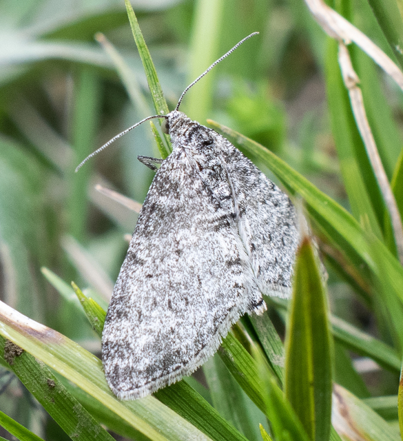 Lobophora halterata - szárnyfüggelékes araszoló