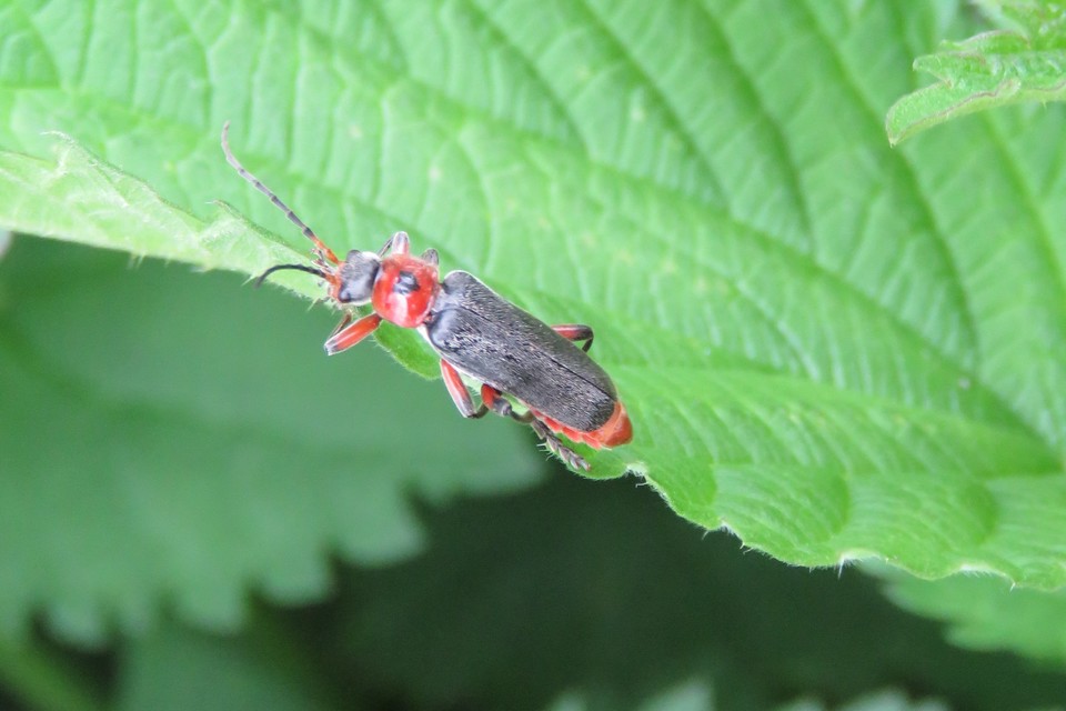 Cantharis rustica - suszterbogár