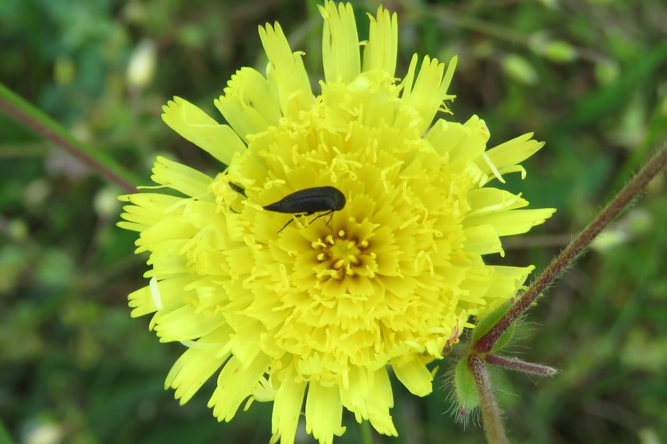 Mordellidae - marókafélék
