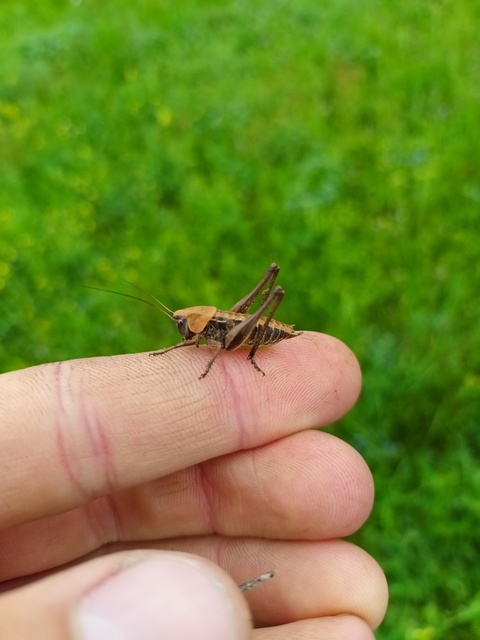Decticus verrucivorus - szemölcsevő szöcske