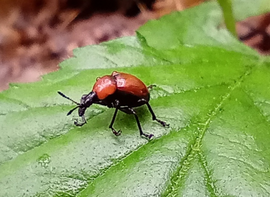 Attelabus nitens - tölgy-levélsodró