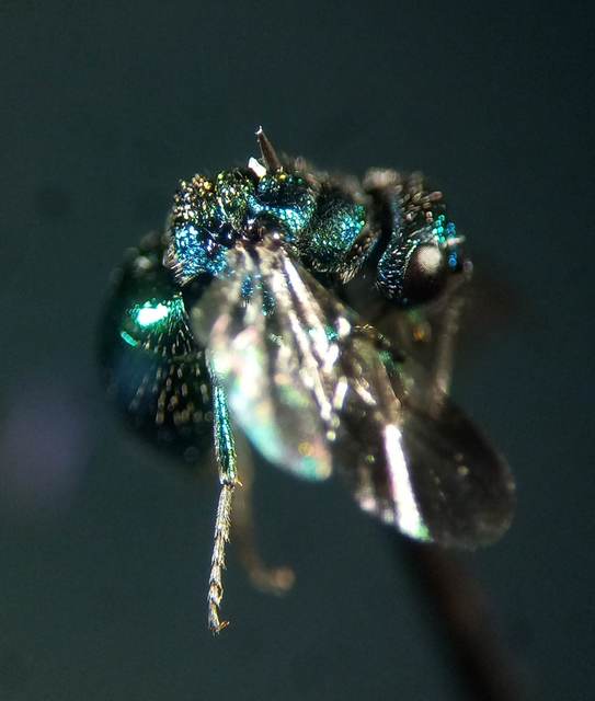Pseudomalus pusillus