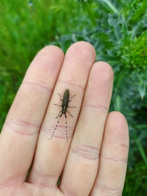 Agapanthia dahli - sárgagyűrűs bogáncscincér
