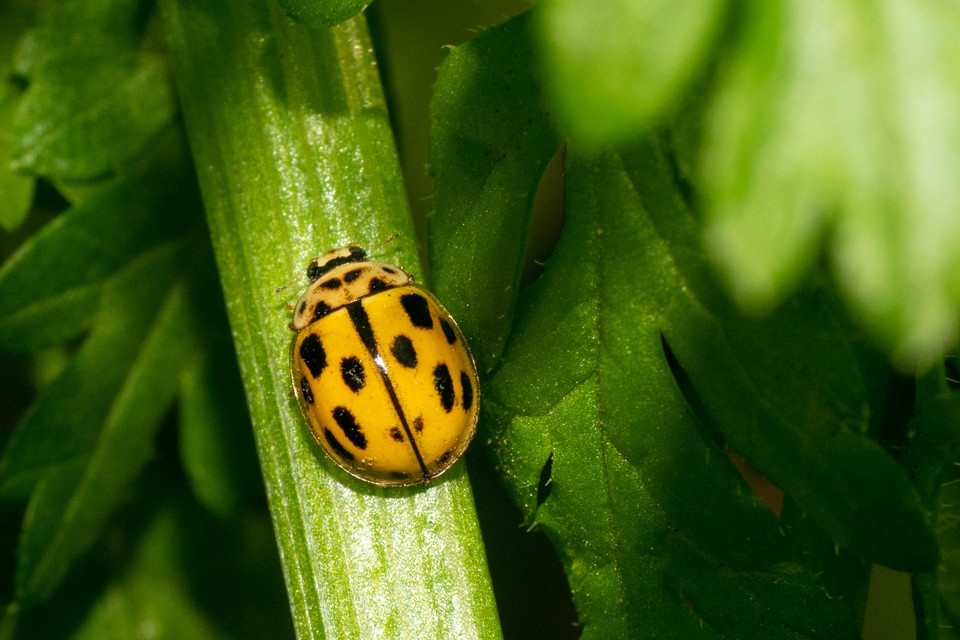 Propylea quatuordecimpunctata - tizennégypettyes füsskata