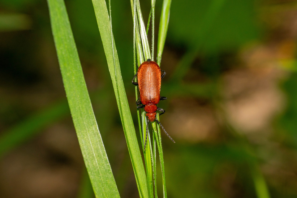 Pyrochroa serraticornis - közép-bíborbogár