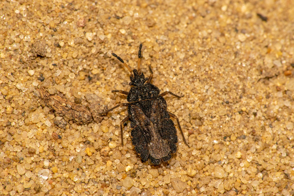 Aradus distinctus