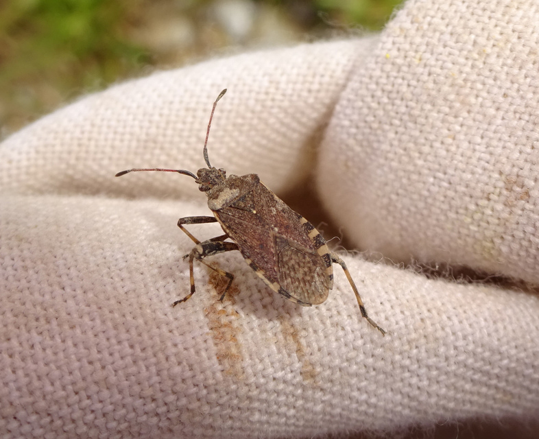 Ceraleptus gracilicornis - tüskéslábú karimáspoloska
