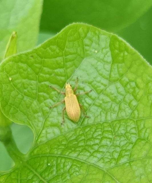 Phyllobius virideaeris - halványzöld levélormányos