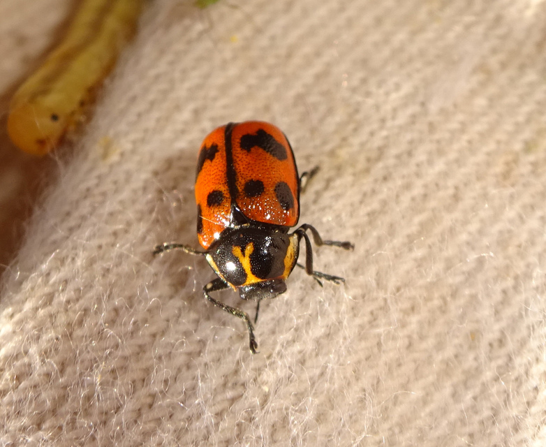 Cryptocephalus sexpunctatus - hatfoltos zömökbogár Cryptocephalus sexpunctatus - hatfoltos zömökbogár
