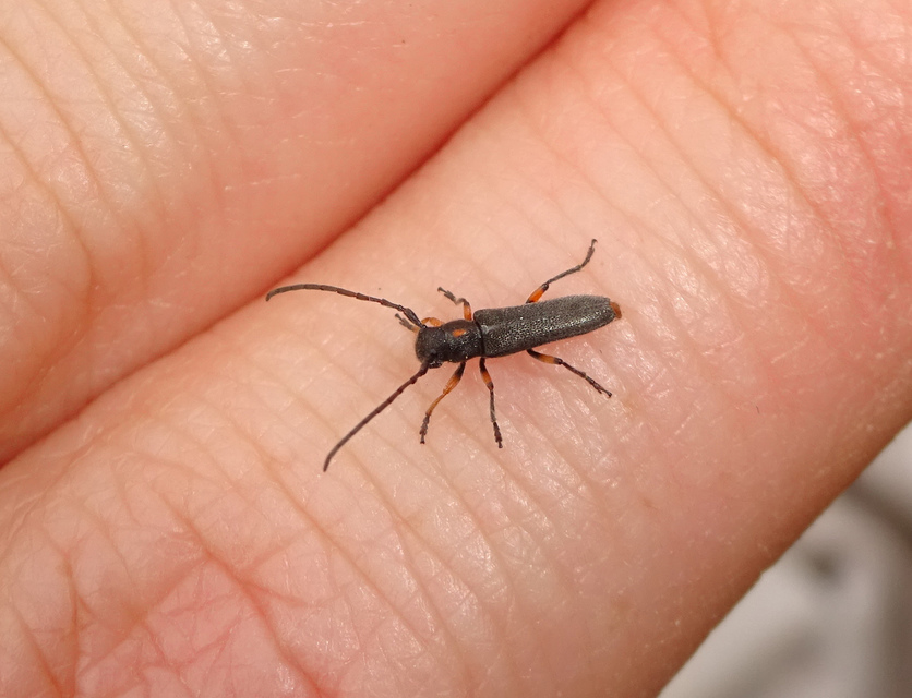 Phytoecia pustulata - parányi fűcincér