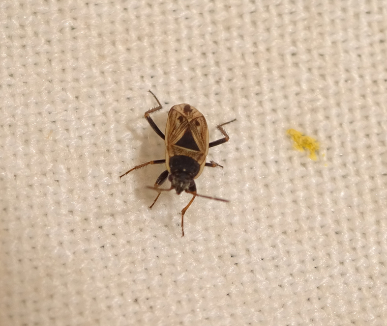 Xanthochilus quadratus - szegélyes díszesbodobács