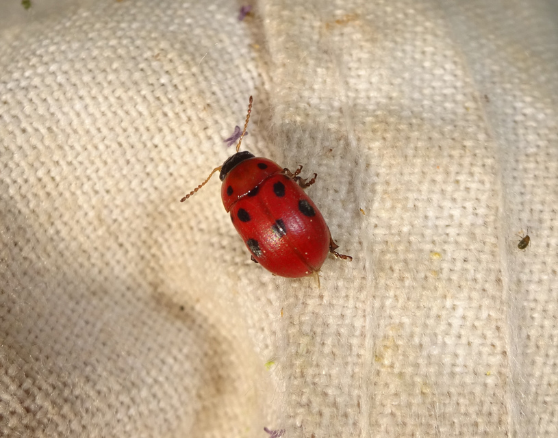 Gonioctena fornicata - közönséges lucernabogár