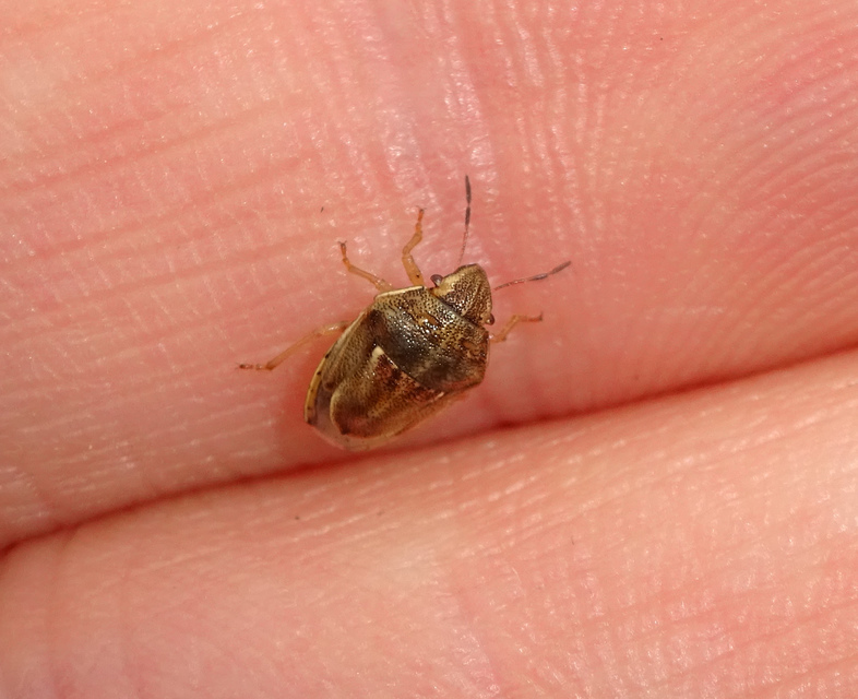 Neottiglossa leporina - sárgahasú címerespoloska Neottiglossa leporina - sárgahasú címerespoloska
